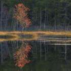 USA, New Jersey, Pine Barrens National Preserve. Spring forest reflections in pond. Art Print